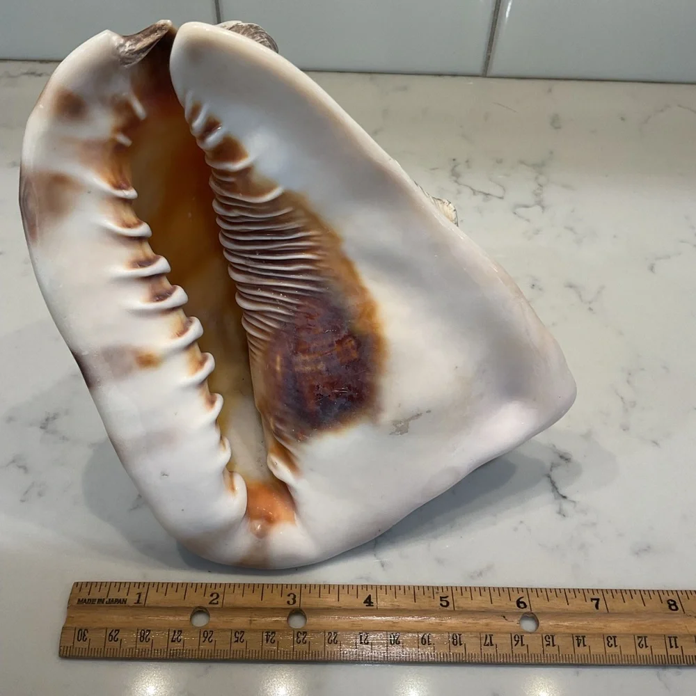 Natural Shell Home Accent Decor - Picture 2 of 8